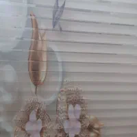 پرده زبرا زیبا و تمیز|پرده، رانر، رومیزی|تهران, کیانشهر|دیوار