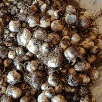 موسیرباغی