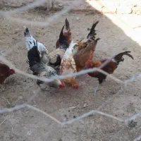 ۸ عدد خروس ۶ ماهه|حیوانات مزرعه|پلدختر, |دیوار