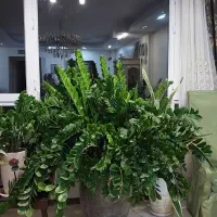 زاموفیلیا با بیش از صد شاخه