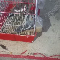 عروس هلندی توسی|پرنده|اهر, |دیوار