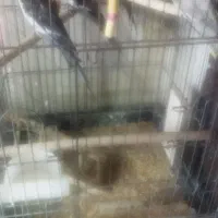 عروس هلندی