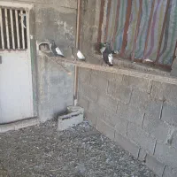 کبوتر قره کویناح|پرنده|ملکان, |دیوار