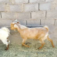 دوعدد بزغاله نر و یک عدد بره|حیوانات مزرعه|طبس, |دیوار