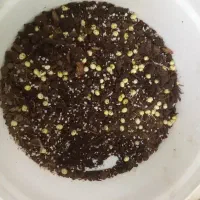خاویار حلزون معاوضه با جوجه حلزون