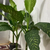 گل دیفن باخیا|گل و گیاه طبیعی|سنگر, |دیوار