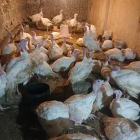 بوقلمون|حیوانات مزرعه|هشتگرد, تهران دشت|دیوار