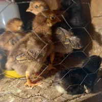 ساخت دستگاه جوجه کشی|لوازم جانبی حیوانات|تهران, حشمتیه|دیوار