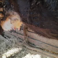 گاو با گوساله نر سمینتال|حیوانات مزرعه|پایین هولار, |دیوار