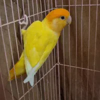 طوطی برزیلی