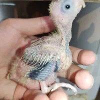 دو عدد جوجه عروس هلندی گلباقالی سرلاکی|پرنده|کرمان, |دیوار