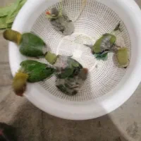 طوطی کوتوله برزیلی آماده دستی کردن