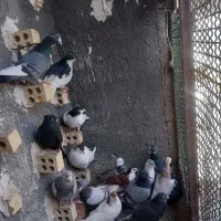 صیدفروشی|حیوانات|مشهد, شهید قربانی|دیوار