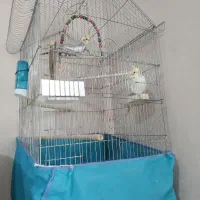 نر و‌ماده عروس هلندی دستی