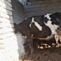 دامداری۴۰۰ متر