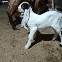 بز پاکستانی اصل|حیوانات مزرعه|کرمان, |دیوار