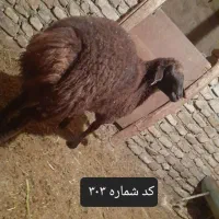 بره نر و ماده هترو