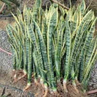 سانسوریا ریشه لخت