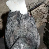 کفتر بوم پرشی هفترنگ دمسفید سرور خال سینه  مینا