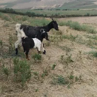بعز جوان شیشک تر تمیز با بزخاله