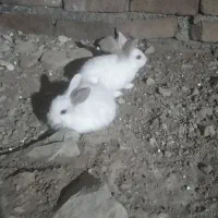 خرگوش.وهمستر