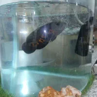 آکواریوم|ماهی|بندر کنگان, |دیوار