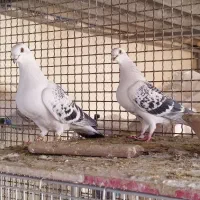 شامی|پرنده|باغ بهادران, |دیوار