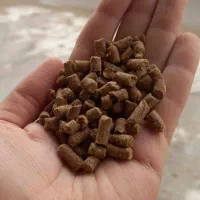 خوراک ماهی کپور