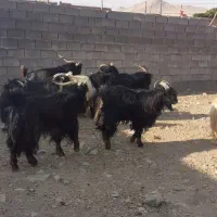 فروش ۸ راس پازن  چاق تخت|حیوانات مزرعه|ارسنجان, |دیوار