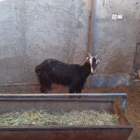 بزغاله ماده فروشی