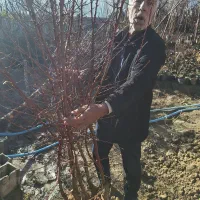 نهال و درخت بادام با ضمانت باردهی با کیفیت