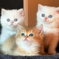خانه گربه با کلی تخفییفهای رویایی در unique cat