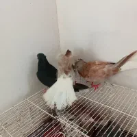 کبوتر ذاغ دم سفیدنر سه عدد سرور دم سفید ماده