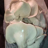 نیروی بازاریاب