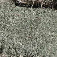 یونجه|حیوانات مزرعه|چگنی, |دیوار