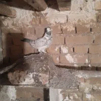 کبوتر|پرنده|گیان, |دیوار