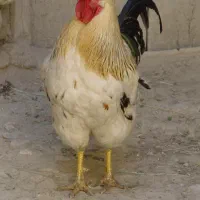 فروش مرغ و خروس وجوجه
