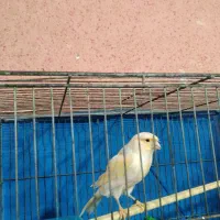 قناری نر معاوضه با سهره یا سره خاکی
