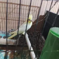 یک جفت عروس هلندی سالم و سرحال
