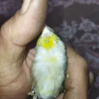 سهره قناری. ماده قناری جفتی.وسهره نر