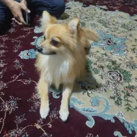 پامرانیا نژاد روباه اصلی