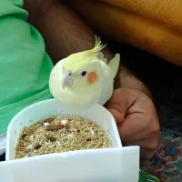 عروس هلندی|پرنده|ری, دولت‌آباد|دیوار