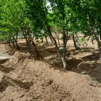 ویلا و گاوداری با مجوز ۴۹ راس گوشتی|فروش دفتر صنعتی، کشاورزی، تجاری|شال, |دیوار