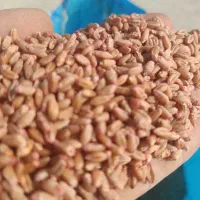 گندم پایا