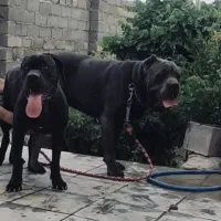 سگ کنکورسو|سگ|چالوس, |دیوار