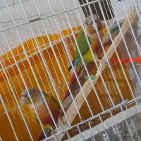 گرینچیک نر و ماده سالم|پرنده|مشهد, شهید فرامرز عباسی|دیوار