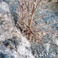 ورق شیروانی متری 285تومن زخیم