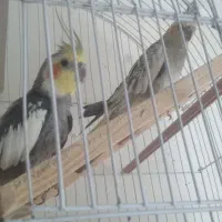 عروس هلندی برافروش بعلت نداشتن وقت|پرنده|داران, |دیوار