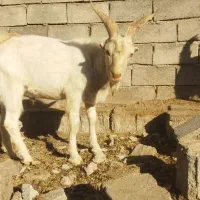 نر بز سانان به شرط اصالت یک ساله چووش|حیوانات مزرعه|سبزوار, صالح آباد|دیوار