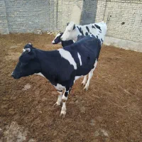 گاو|حیوانات مزرعه|چناران, |دیوار